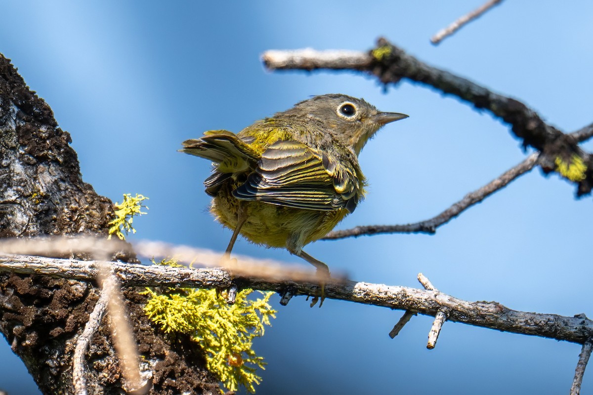 Nashville Warbler - ML639115646