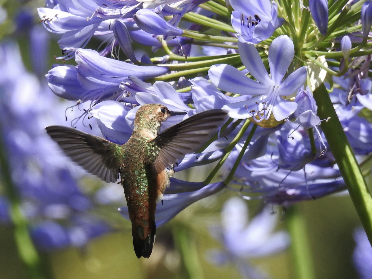 Rufous/Allen's Hummingbird - ML639115652