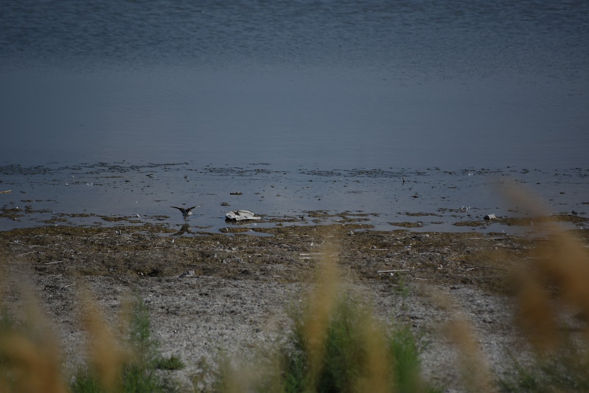 Spotted Sandpiper - ML639115656