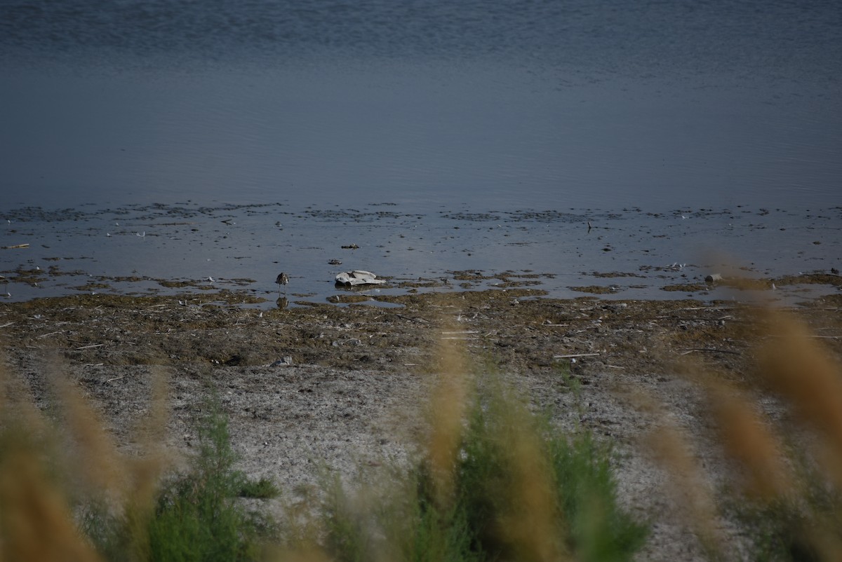 Spotted Sandpiper - ML639115657