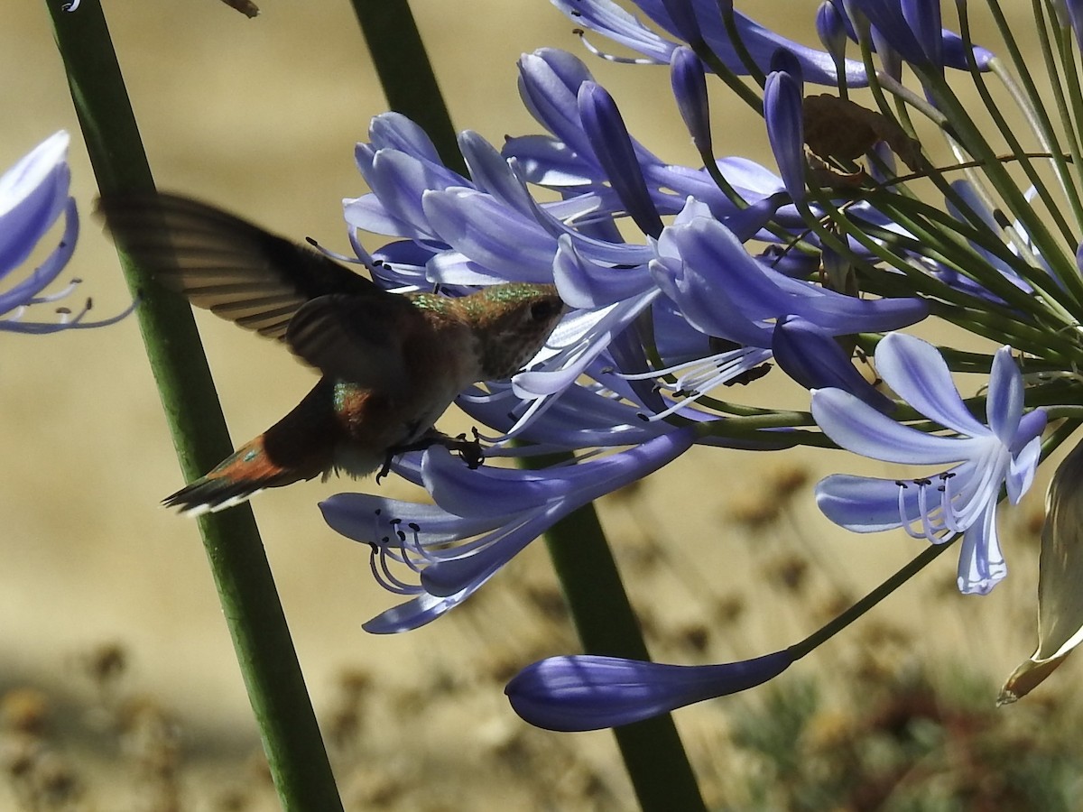 Rufous/Allen's Hummingbird - ML639115661