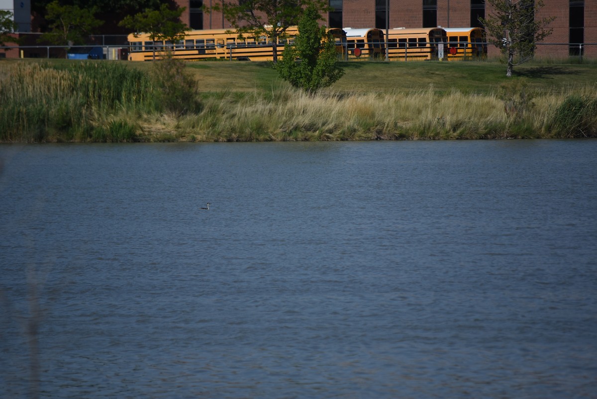 Western Grebe - ML639115682