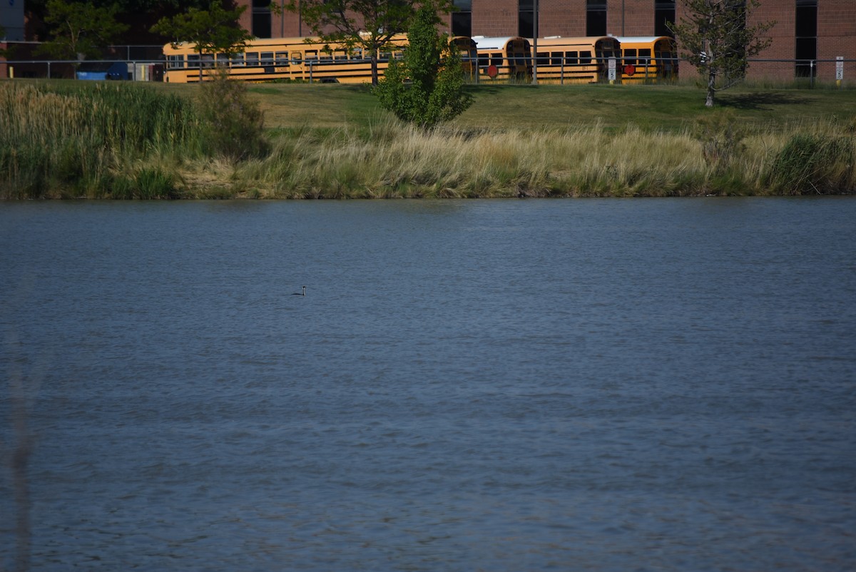 Western Grebe - ML639115683
