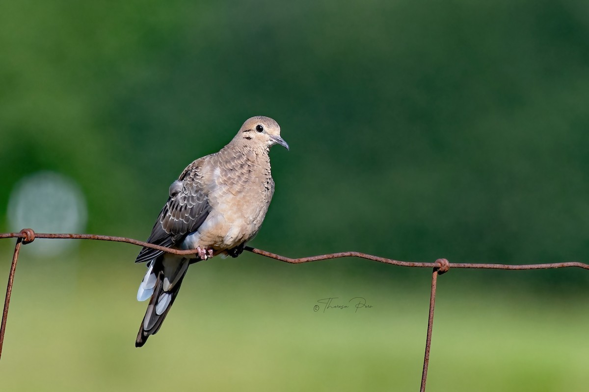 Mourning Dove - ML639115685