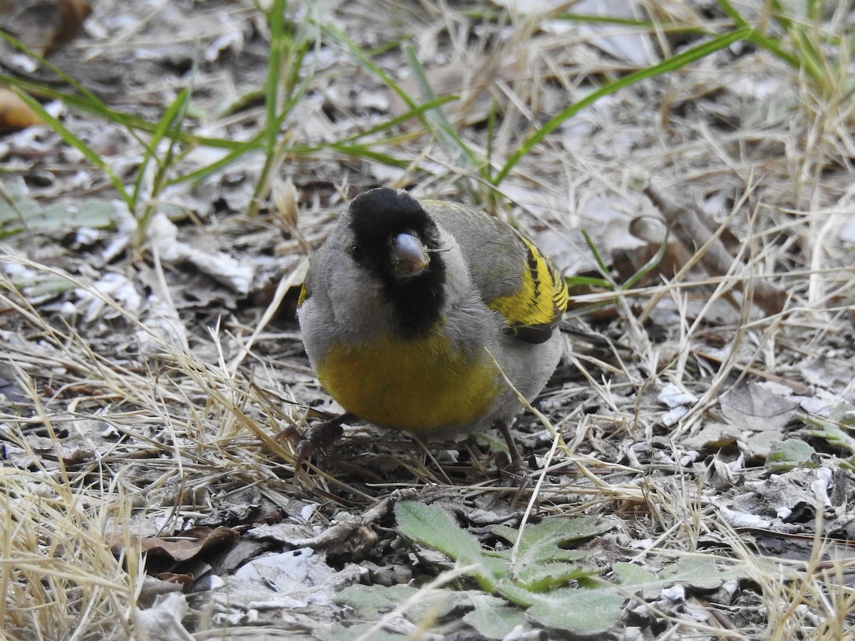 Lawrence's Goldfinch - ML639115690