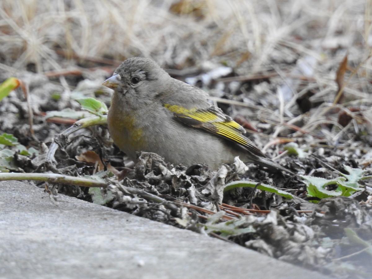 Lawrence's Goldfinch - ML639115692