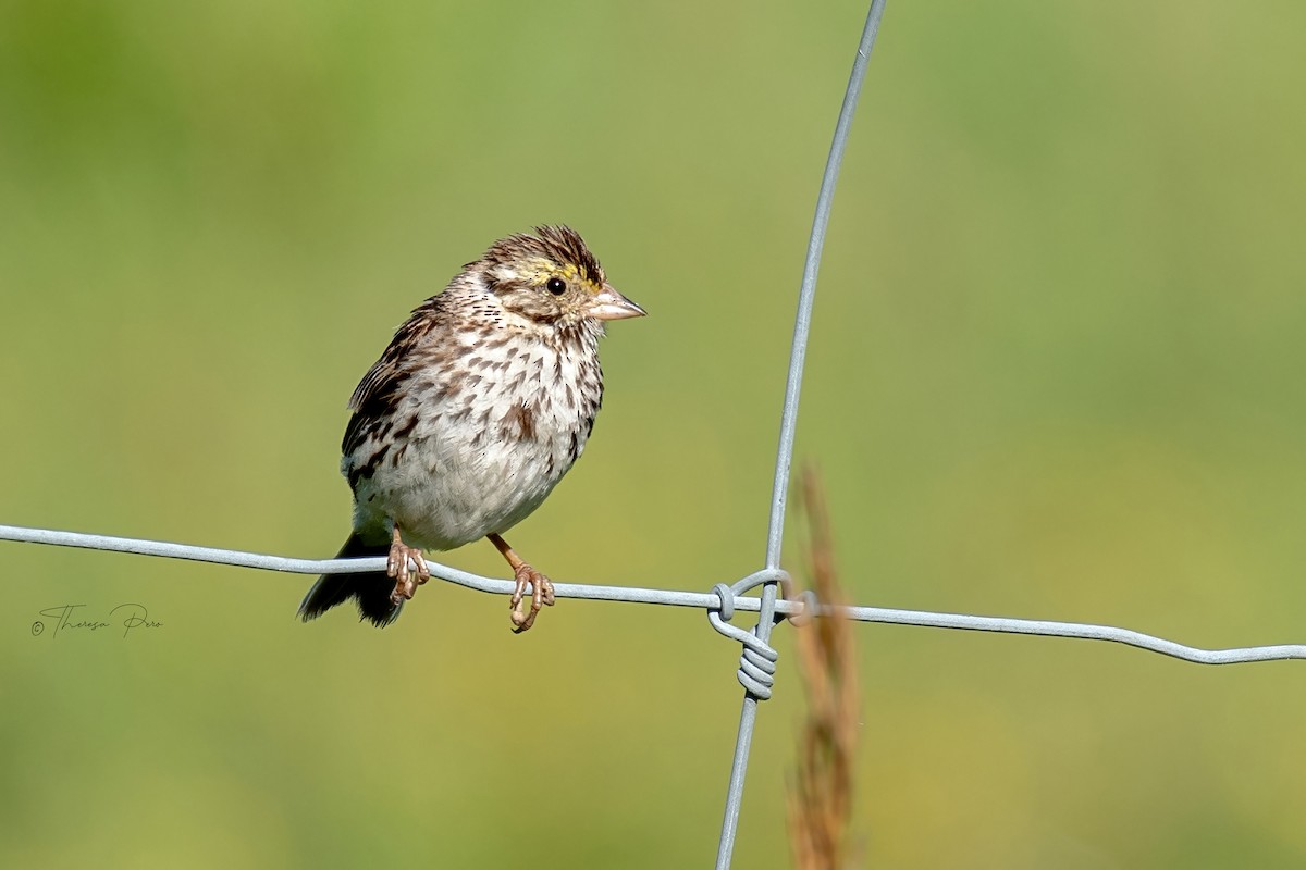 Savannah Sparrow - ML639115723