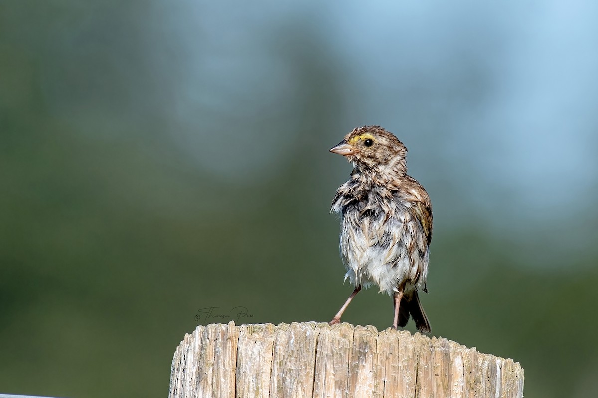 Savannah Sparrow - ML639115724