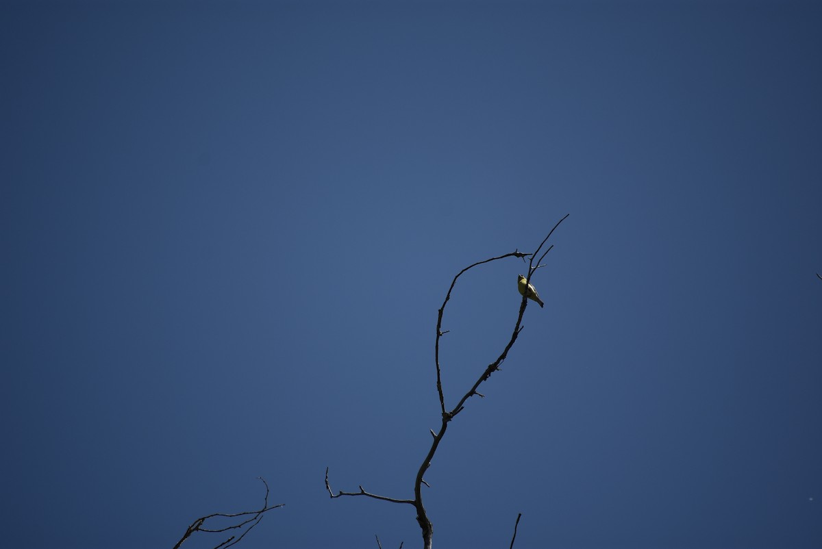 Lesser Goldfinch - ML639115729