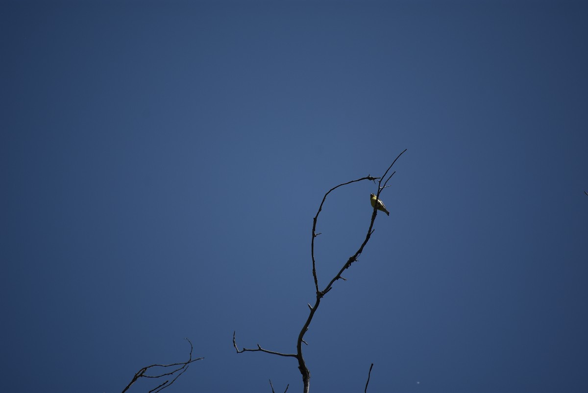 Lesser Goldfinch - ML639115730