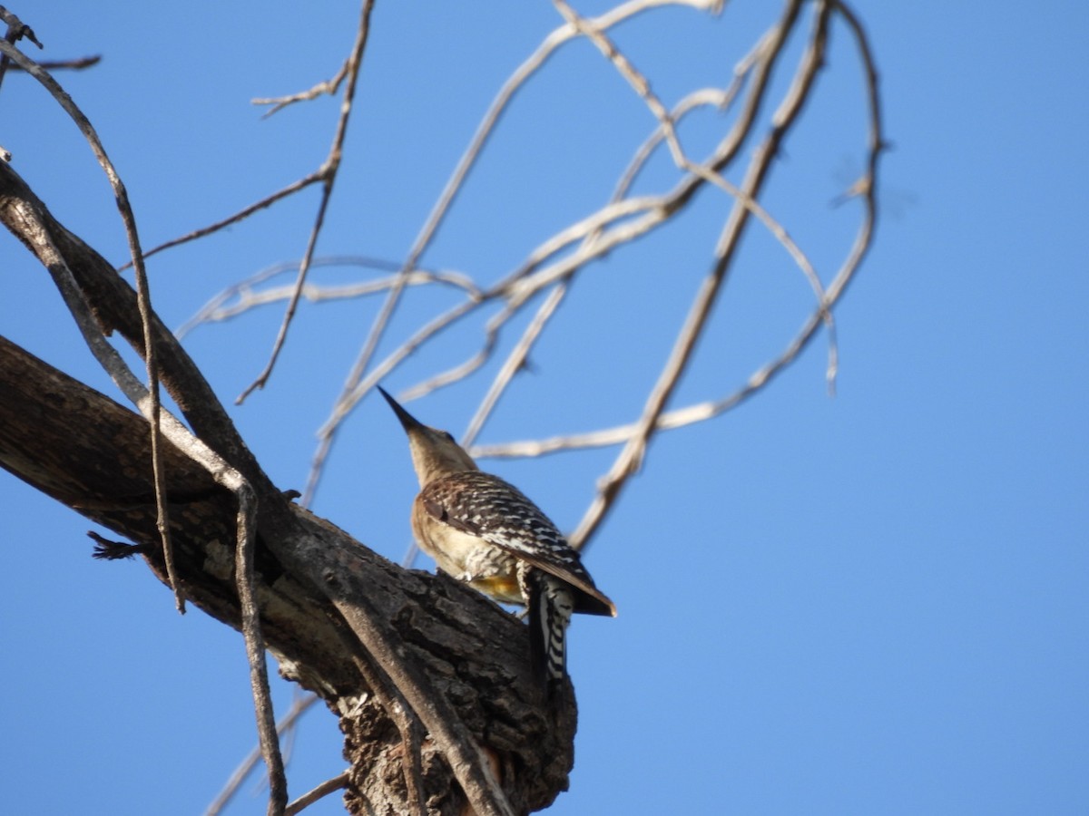 Gila Woodpecker - ML639115812