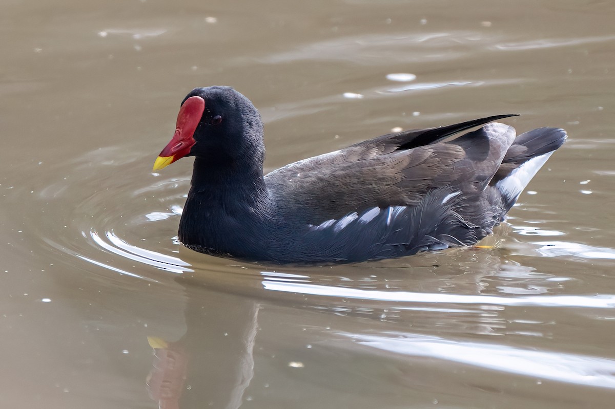 Eurasian Moorhen - ML639115976