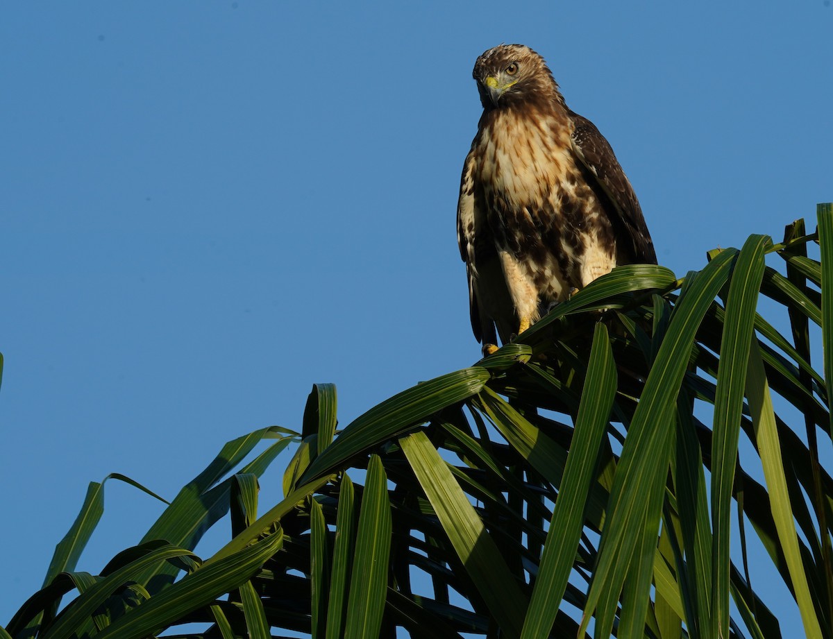 Red-tailed Hawk (jamaicensis) - ML639116076