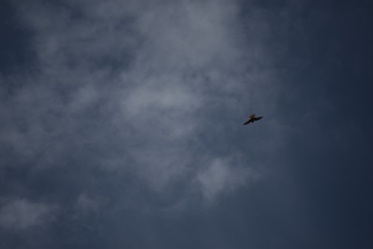 American Kestrel - ML639116077
