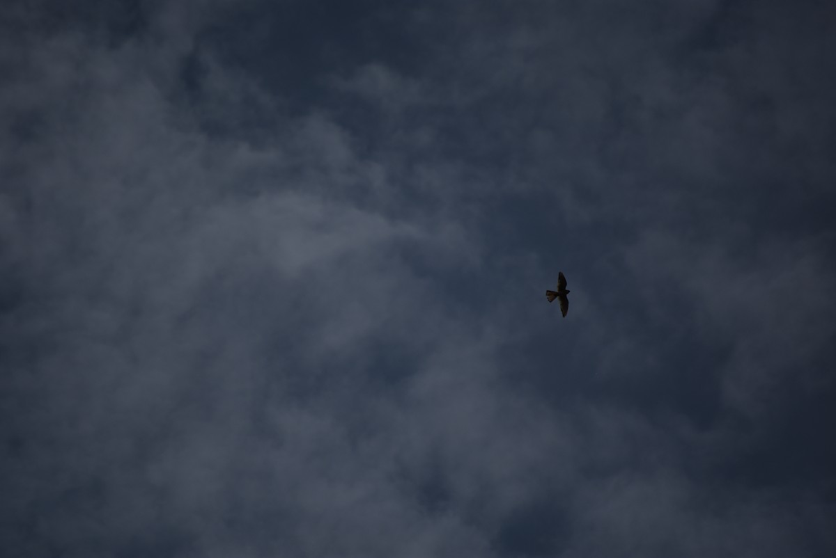 American Kestrel - ML639116079