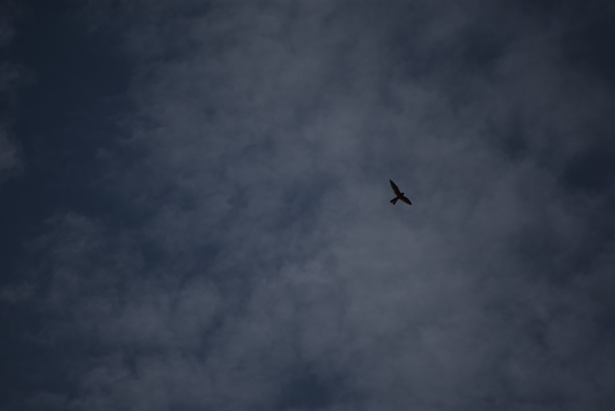 American Kestrel - ML639116080