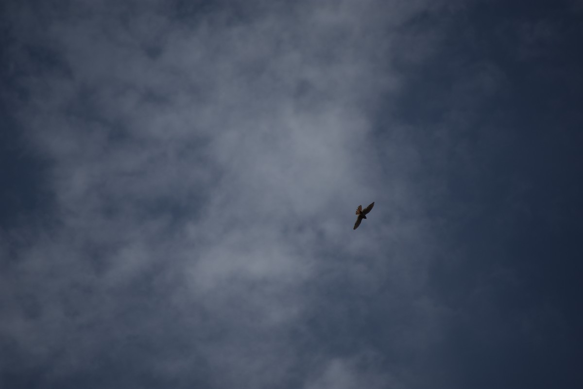American Kestrel - ML639116081