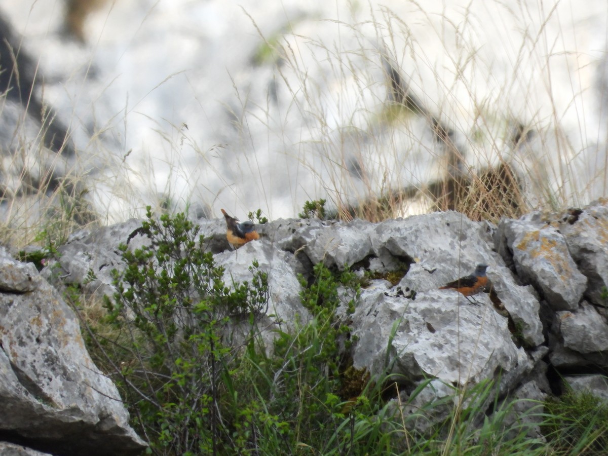 Rufous-tailed Rock-Thrush - ML639116084