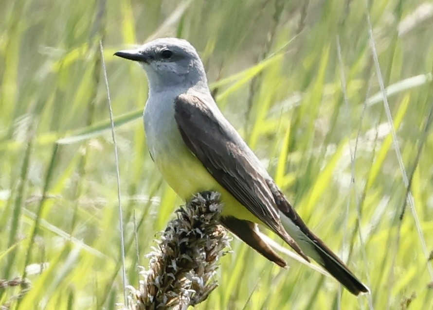 Western Kingbird - ML639116111
