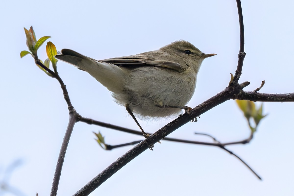 Common Chiffchaff - ML639116143