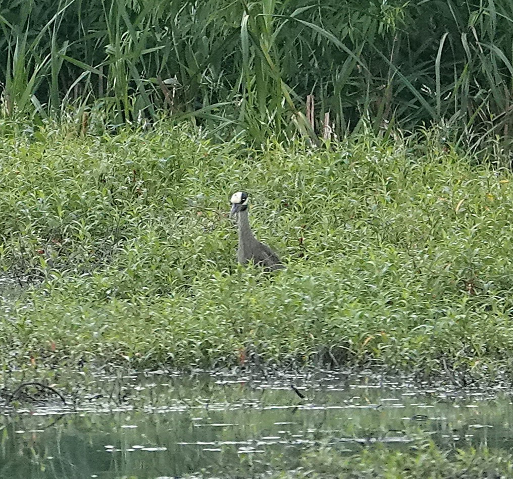 Yellow-crowned Night Heron - ML639116226