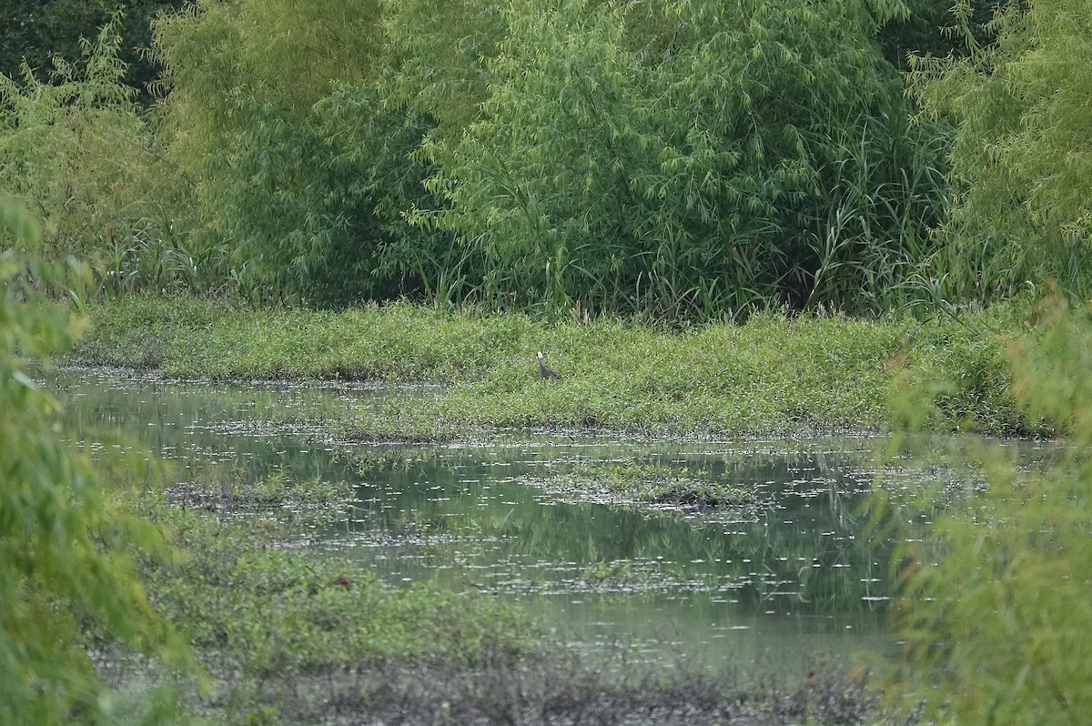 Yellow-crowned Night Heron - ML639116229
