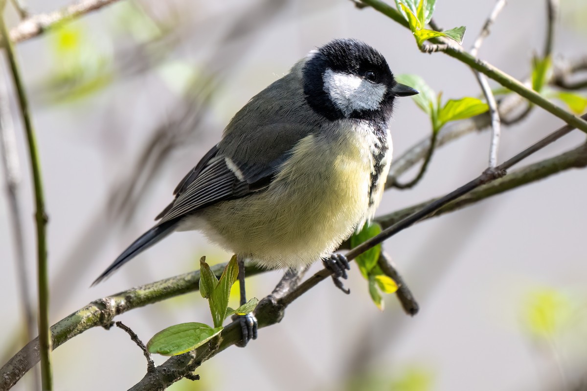 Great Tit - ML639116278