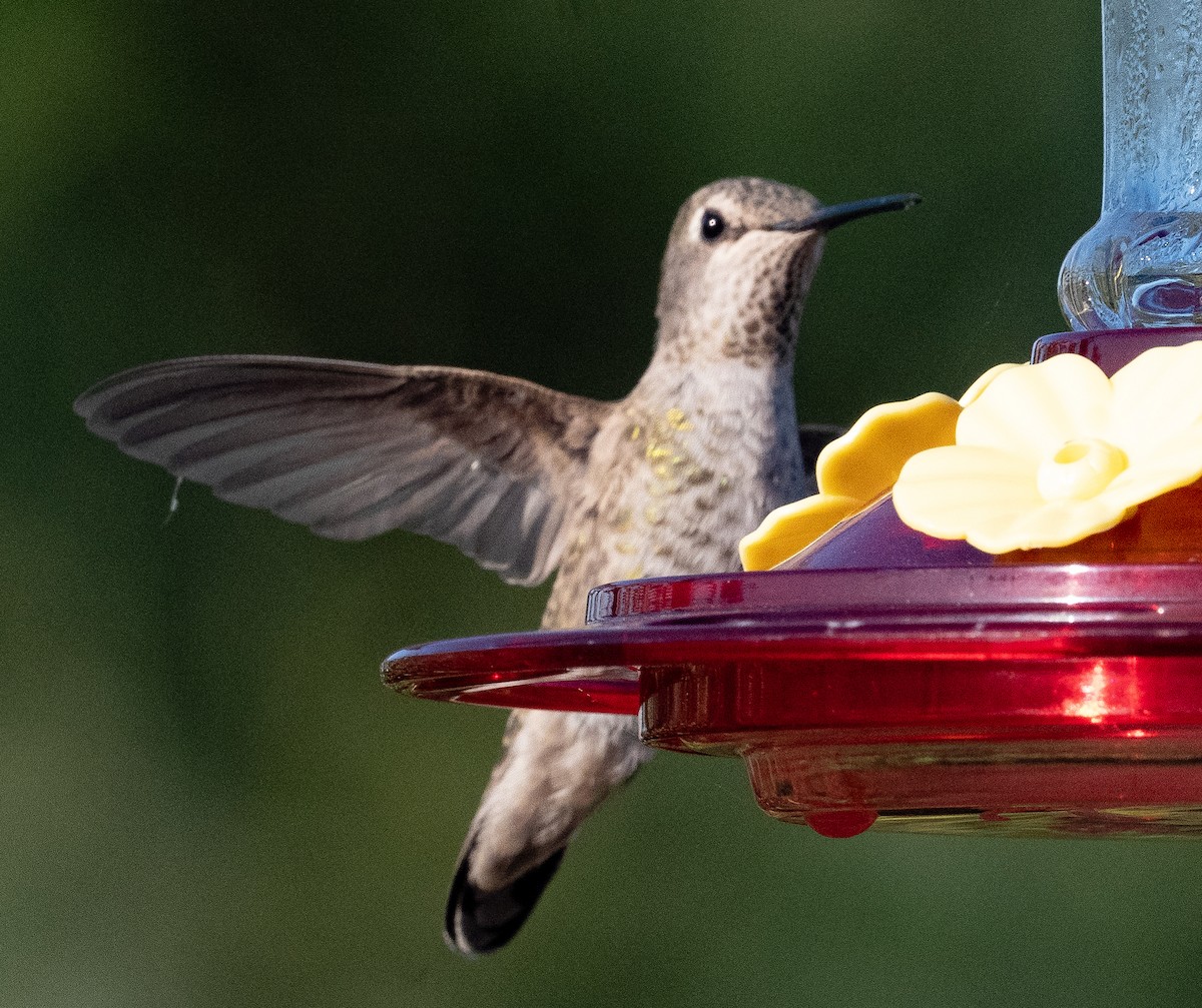 Anna's Hummingbird - ML639116400