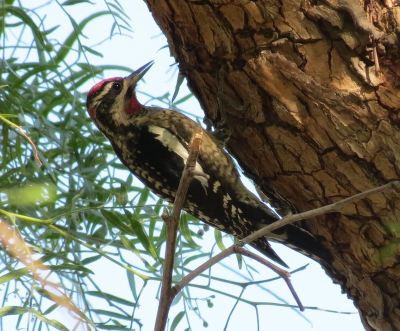 Red-naped Sapsucker - ML639116406