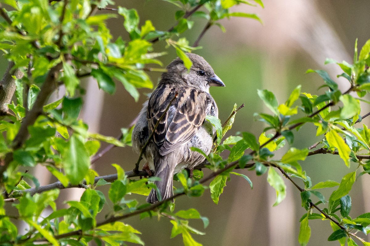 House Sparrow - ML639116439