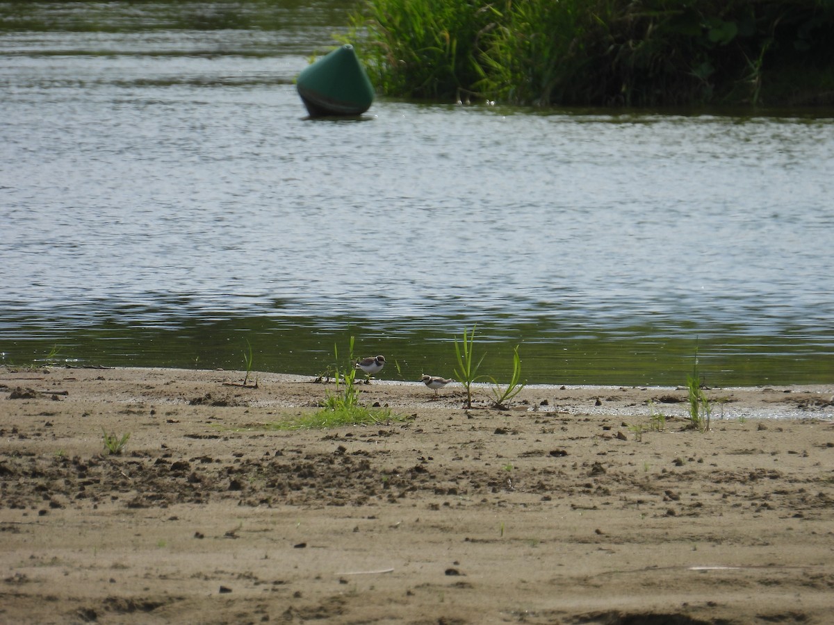 Common Ringed Plover - ML639116574