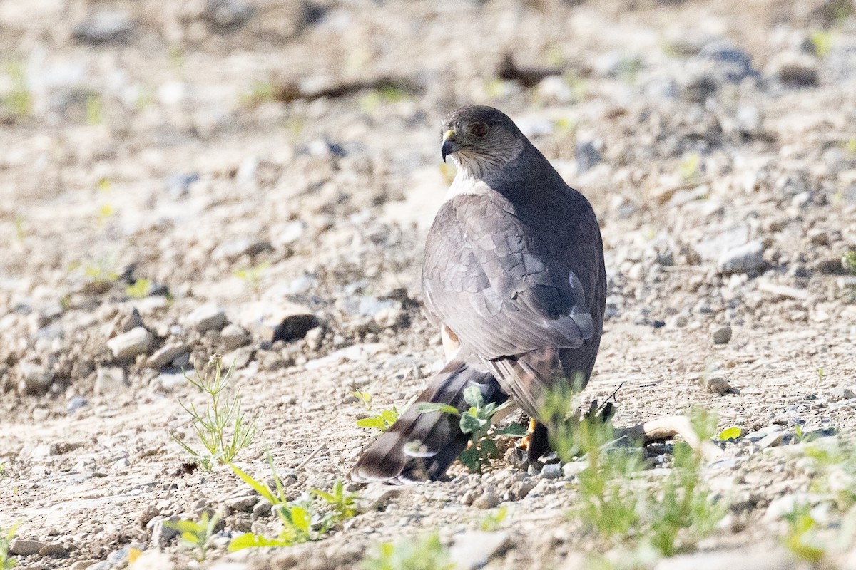 Sharp-shinned Hawk - ML639116602