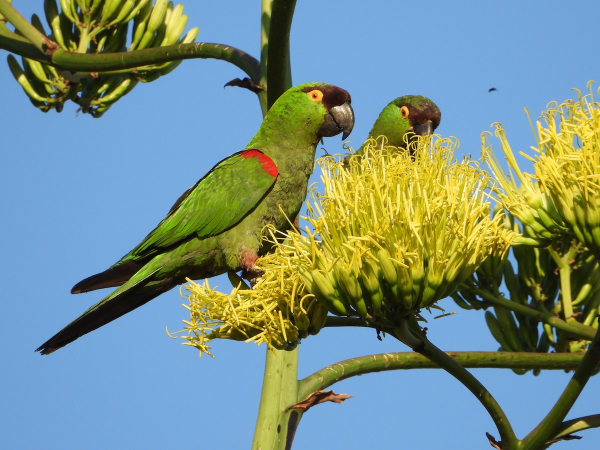 Maroon-fronted Parrot - ML639116651