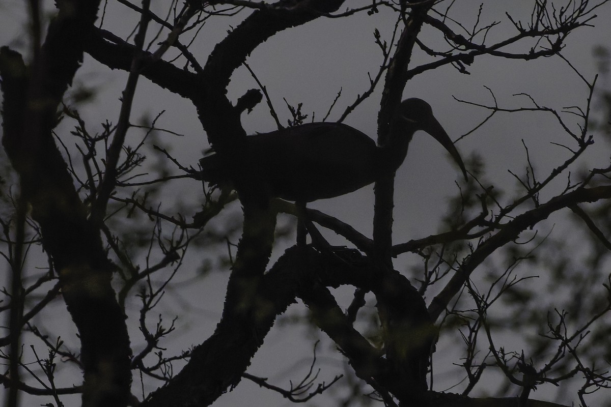 Hadada Ibis - ML639116701