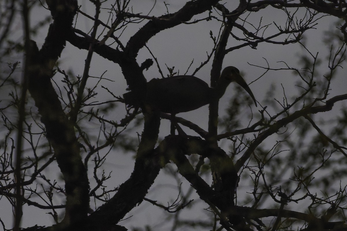 Hadada Ibis - ML639116702