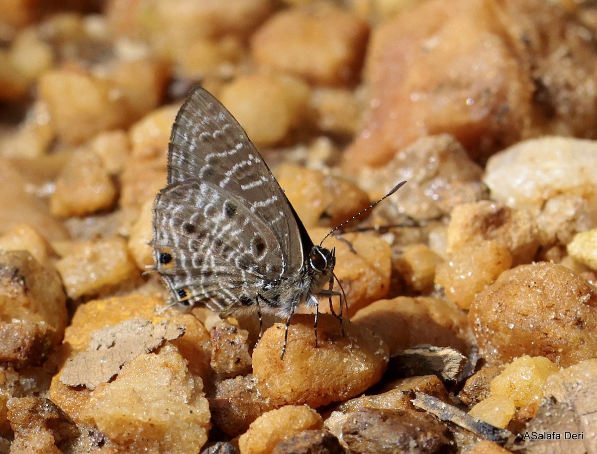 Spotted Hairtail - ML639116721