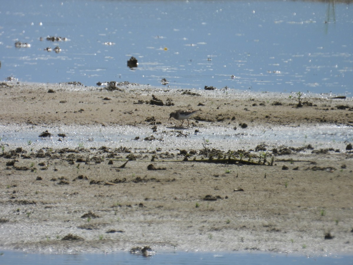 Temminck's Stint - ML639116739