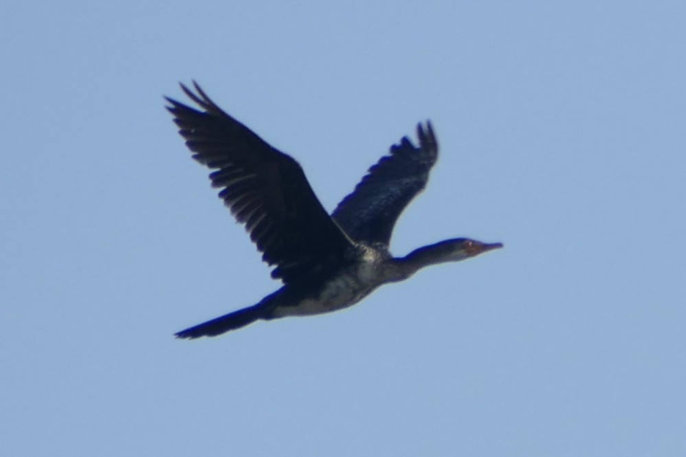 Cormoran africain - ML639116755