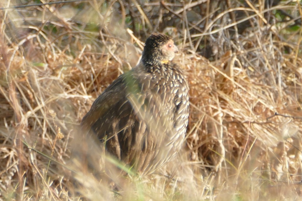 Francolin à cou jaune - ML639116758