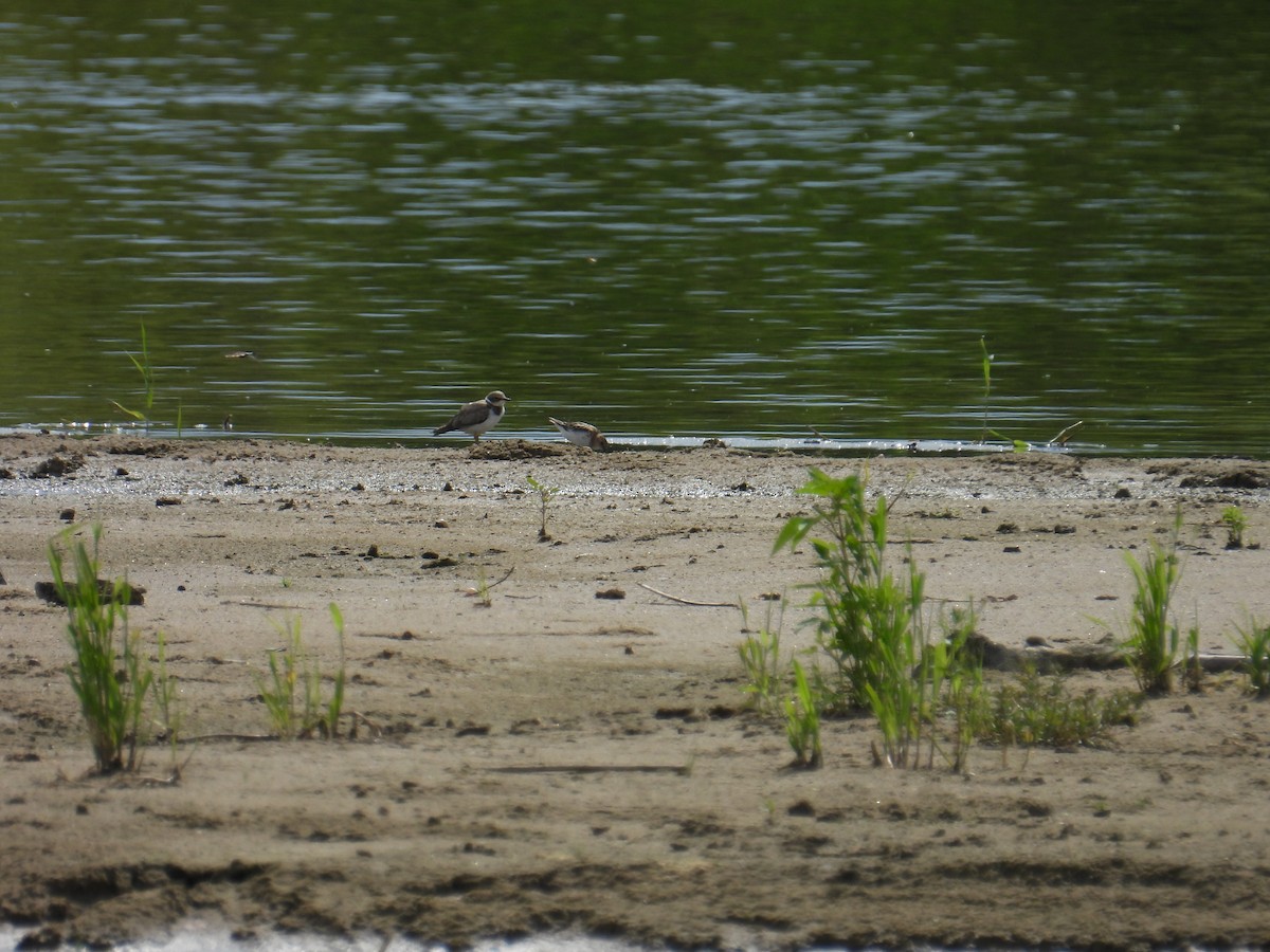 Little Stint - ML639116782