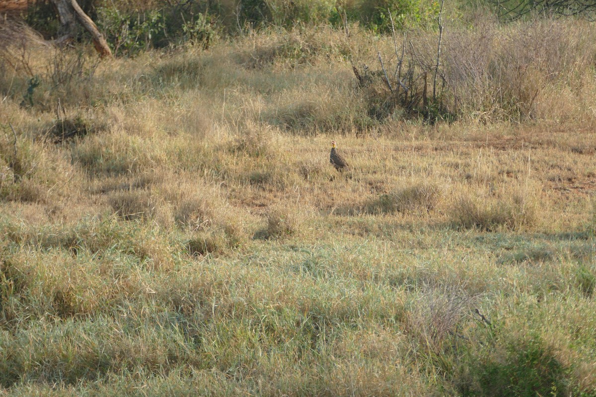 Francolin à cou jaune - ML639116790