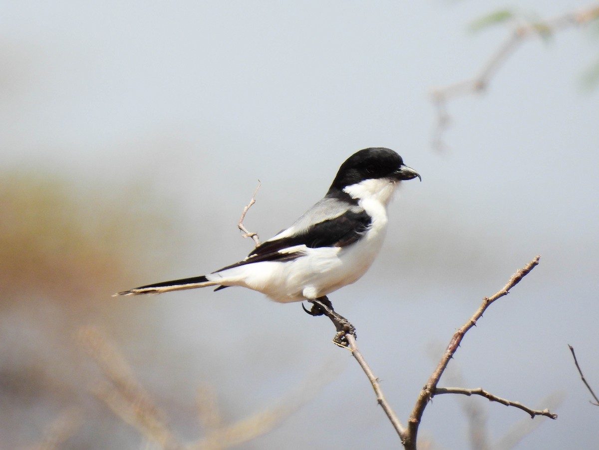 Somali Fiscal - ML639116852