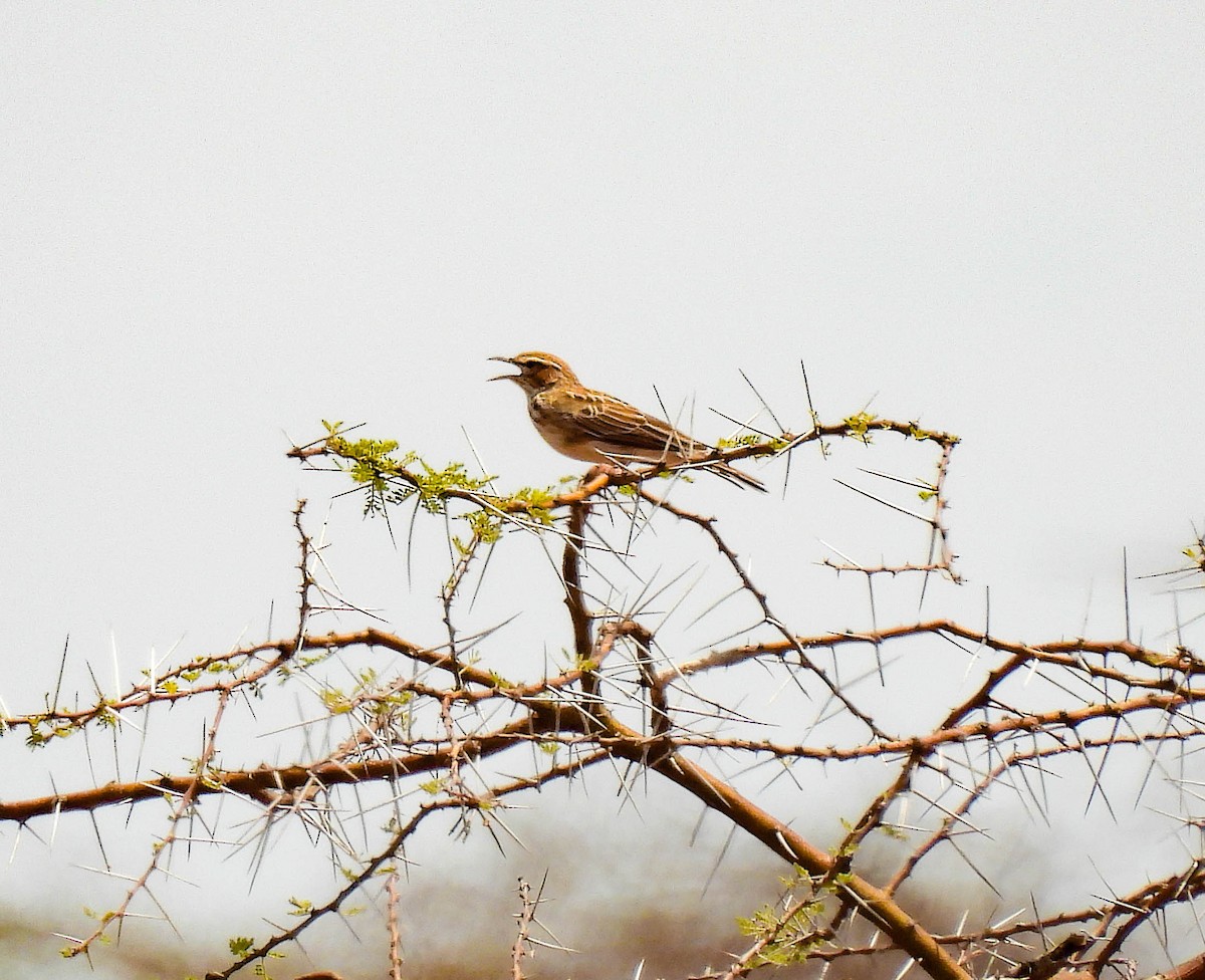 Gillett's Lark - ML639116869