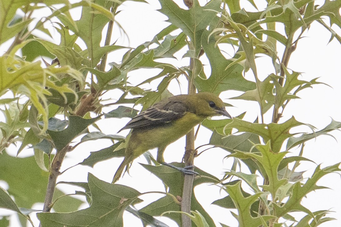 Oriole des vergers - ML639116873