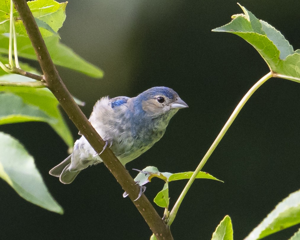 Passerin indigo - ML639116895