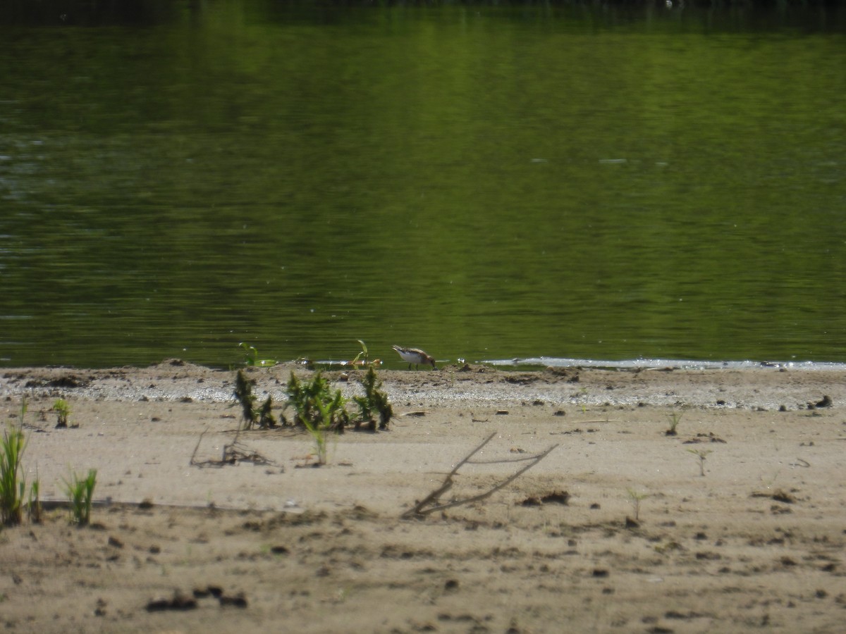 Little Stint - ML639116978