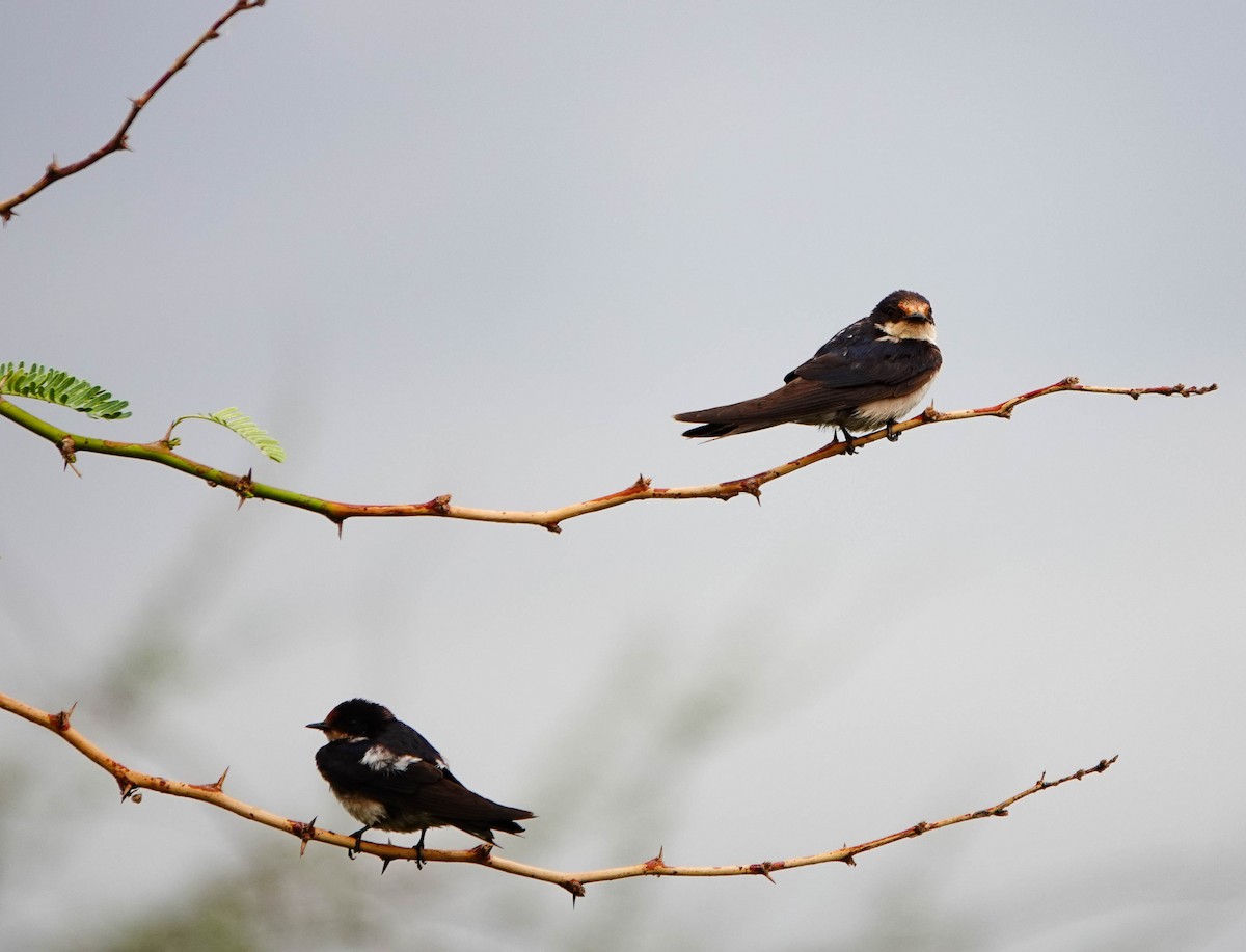 Ethiopian Swallow - ML639117012