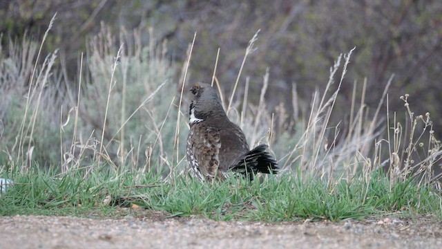 Douglasiengebirgshuhn - ML639117016
