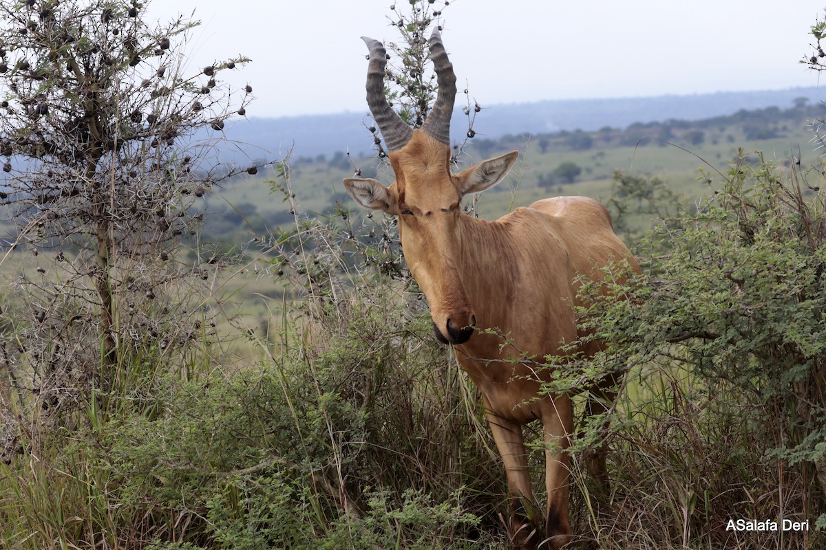 Lelwel Hartebeest - ML639117074