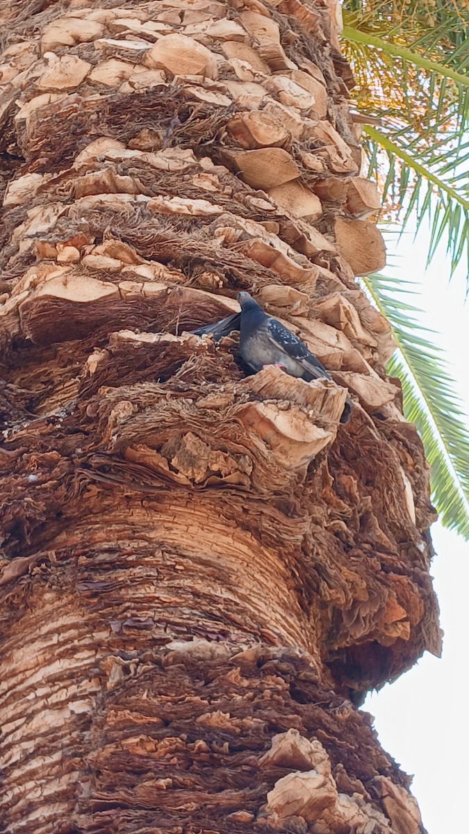 holub skalní (domácí) - ML639117102